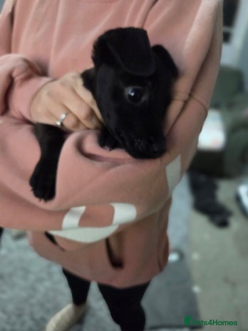 Mixed Breed dogs Patterdale x lakeland terrier - Advert 11