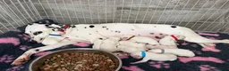 Dalmatian dogs for sale: 🏆🐾TOP QUALITY! BORN! 29th sep  🐾🏆 - Advert 10