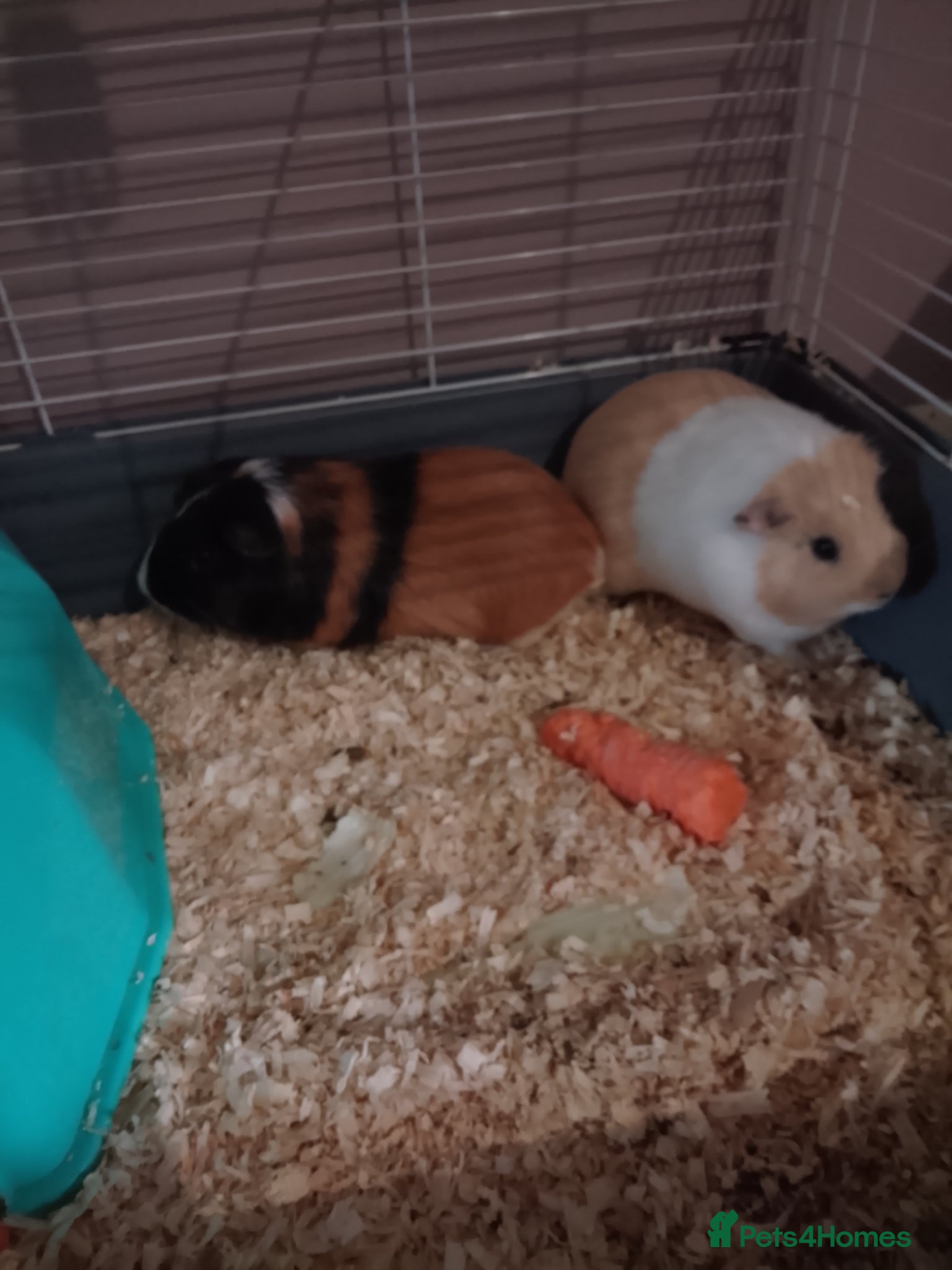 Guinea Pig rodents Coffee and White - Advert 1