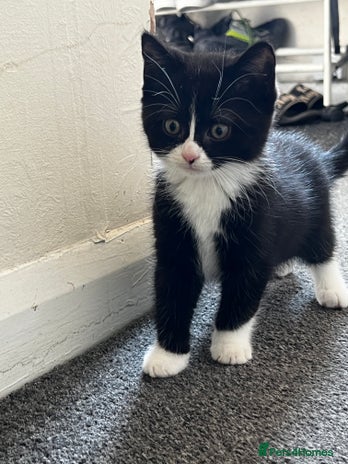 British Shorthair cats - Advert 2