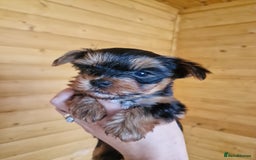 Yorkshire Terrier dogs for sale: Miss Bella and adorable boys - Image 5
