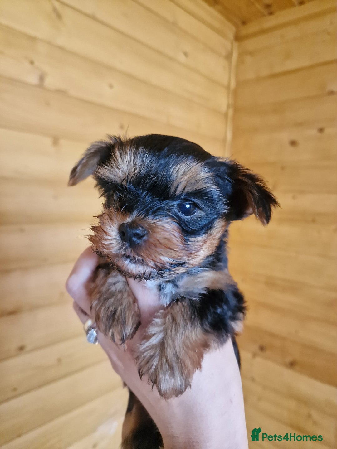 Yorkshire Terrier dogs for sale: Miss Bella and adorable boys - Image 5