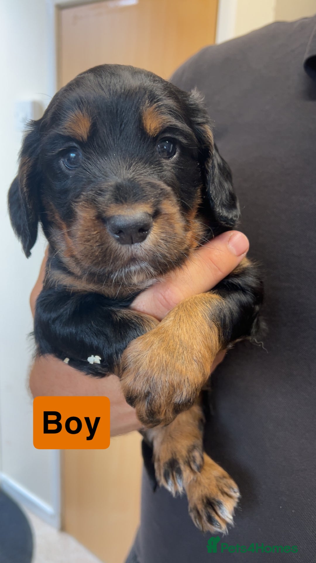 Cocker Spaniel dogs for sale: stunning cocker spaniel puppies - Image 5