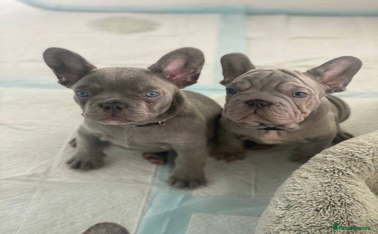 French Bulldog dogs  **  French X French bulldog READY TO GO! - Advert 1