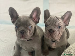French Bulldog dogs ** French X French bulldog READY TO GO! - Advert 1