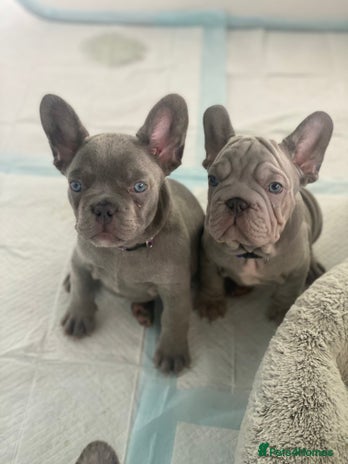 French Bulldog dogs ** French X French bulldog READY TO GO! - Advert 1