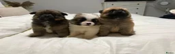 Pomeranian dogs for sale: POMERANIAN PUPPIES – BOYS & GIRLS in Stanford-le-Hope - Advert 3