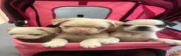 Pug dogs for sale: Stunning unique pug puppies - Advert 12