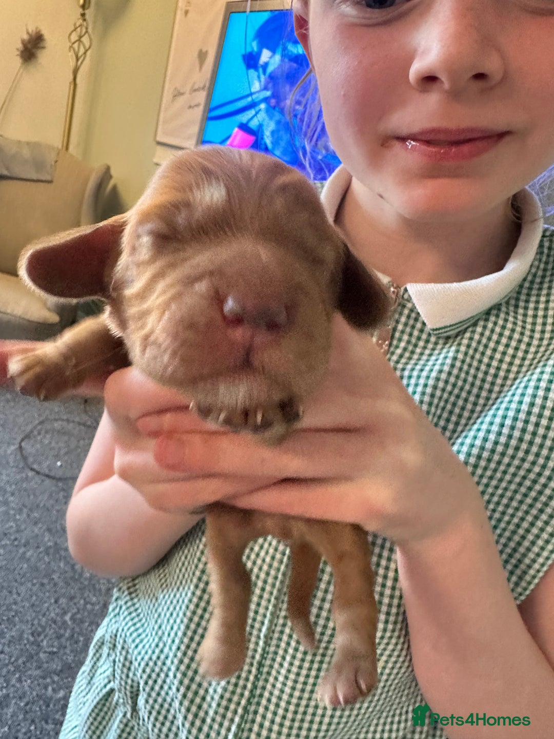 Cocker Spaniel dogs for sale: Beautiful Cocker Spaniel Puppies - Image 16
