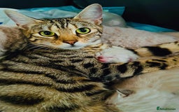 Bengal cats for sale: Snow lynx bengal kittens - Image 10
