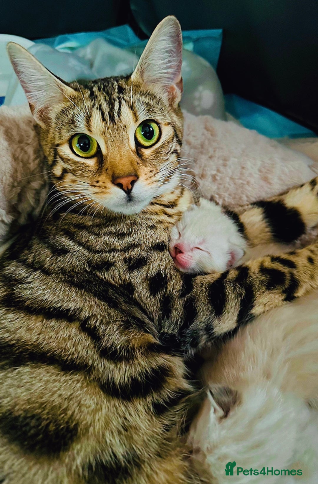 Bengal cats for sale: Snow lynx bengal kittens - Image 10