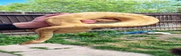 Python Snake reptiles for sale: Banana Ghi ball python  - Advert 6