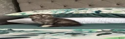 Scottish Fold cats for sale: 🐾Last 3 Scottish Fold/Straight kittens - Advert 11