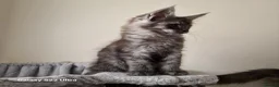 Maine Coon cats for sale: Licensed breeder-maine coon kittens - Advert 30
