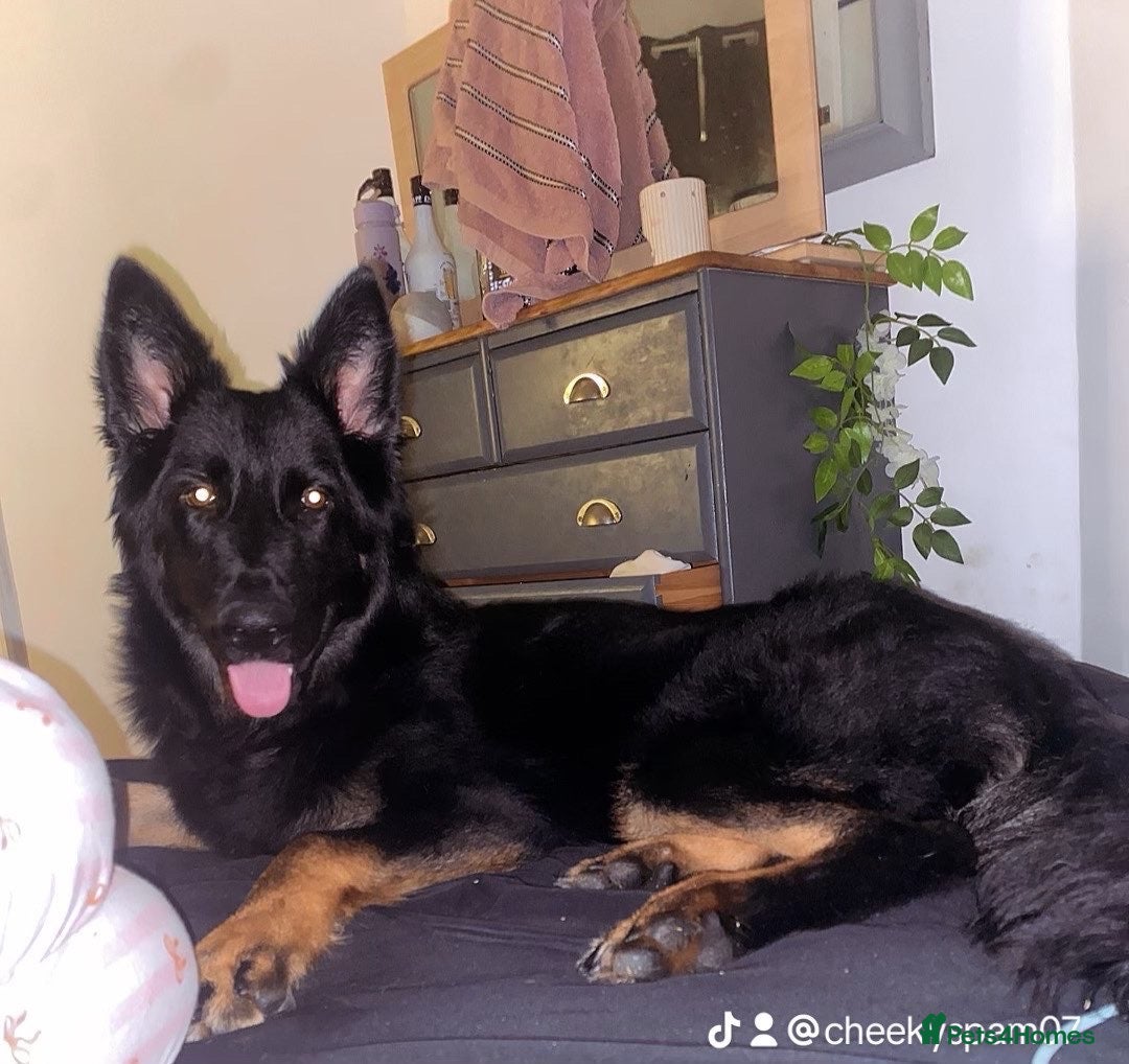 German Shepherd dogs for sale: 10 month German shepherd  - Advert 1