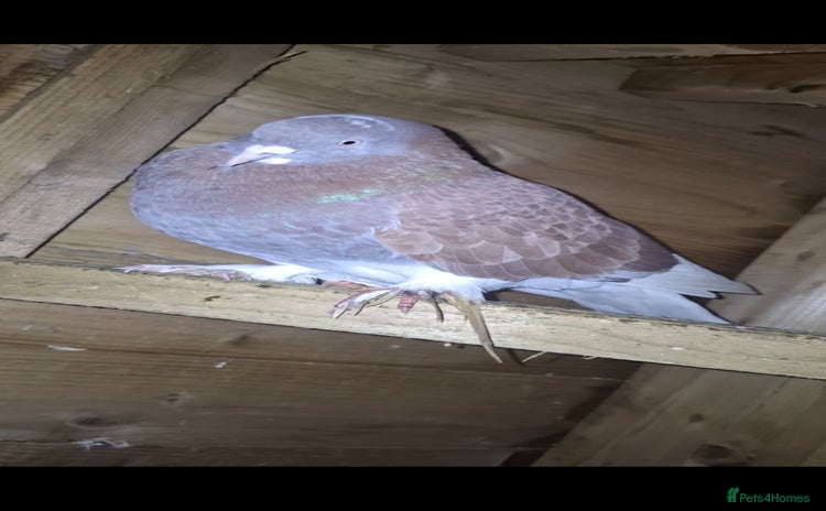 Pigeons birds - Advert 2