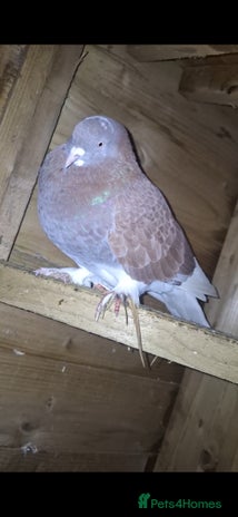 Pigeons birds - Advert 1