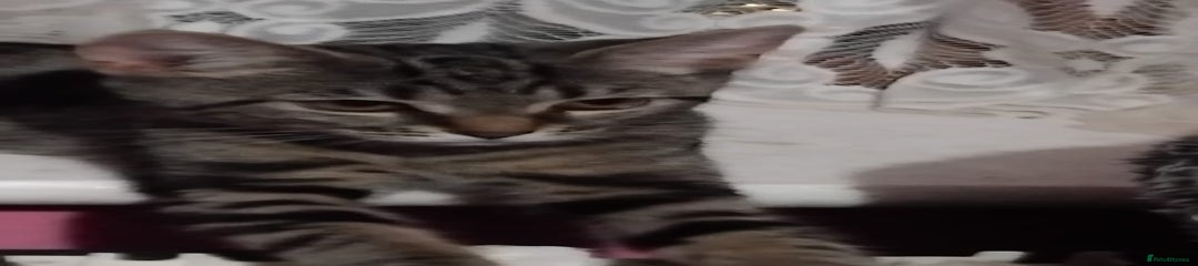 Mixed Breed Kitten 4