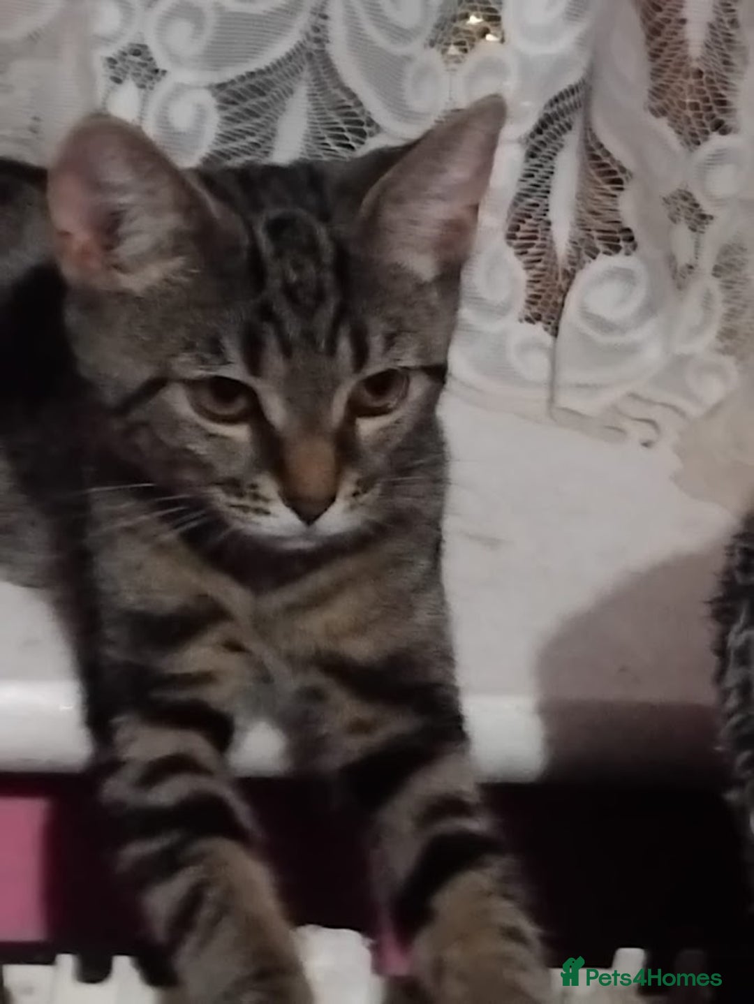 Mixed Breed cats for sale: Older Kittens for sale - Image 4