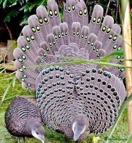 Pheasants poultry Grey peacock pheasant pair - Advert 1