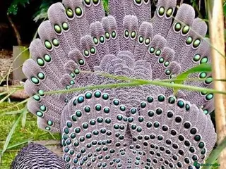 Pheasants poultry Grey peacock pheasant pair - Advert 1