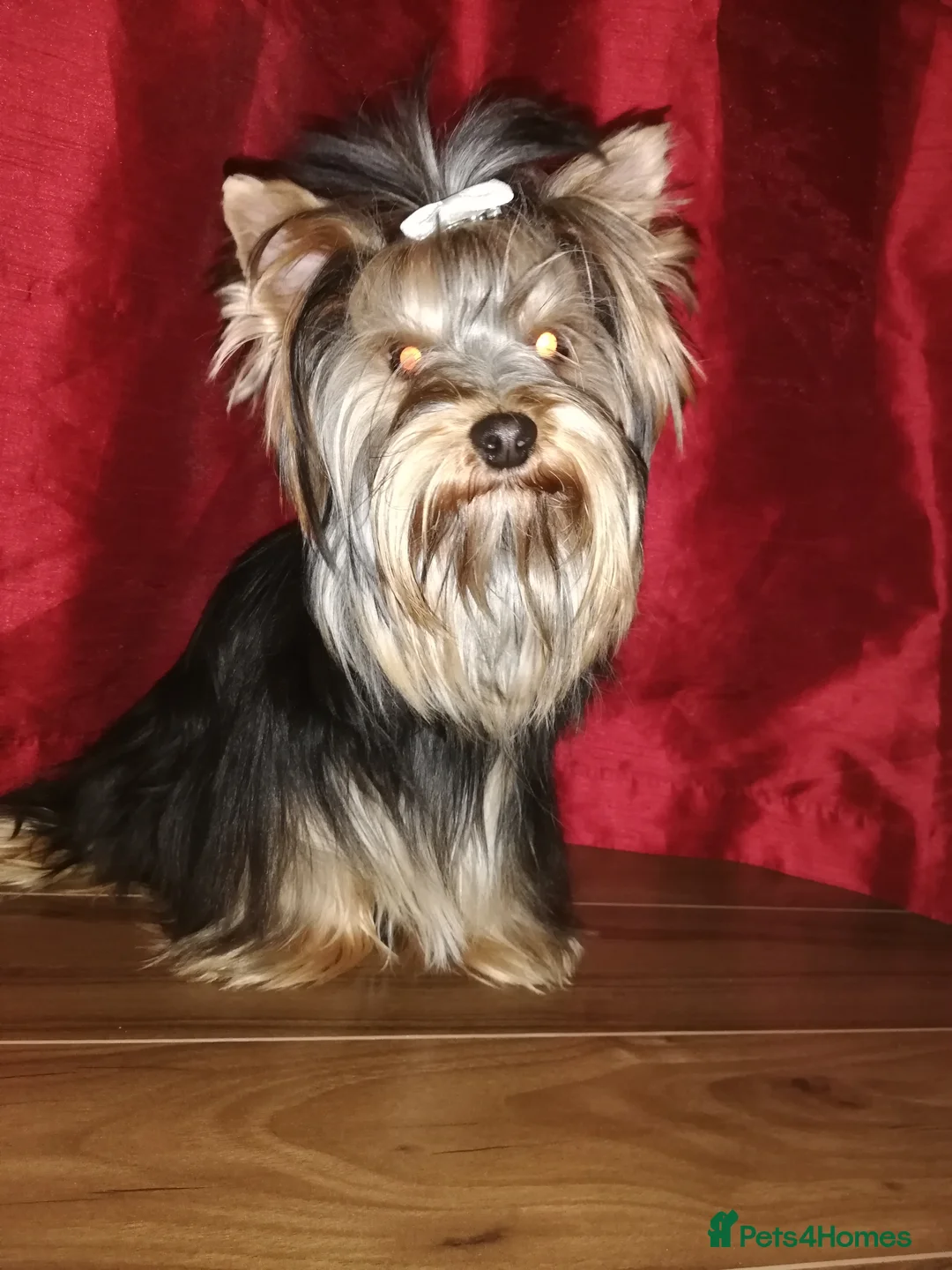 Yorkshire Terrier dogs for stud: Outstanding Yorkshire terrier for STUD only in Hull - Advert 22