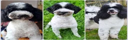 Miniature Poodle dogs for stud: Parti Miniature Poodle Stud - Advert 1