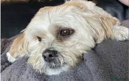 Mixed Breed dogs for sale: LOOKING PLEASE READ! - Image 1