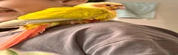 Conures birds for sale: Silly tamed sun cheek conure hand reared baby - Advert 6