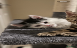 Mixed Breed cats for sale: 2 cats - Image 9