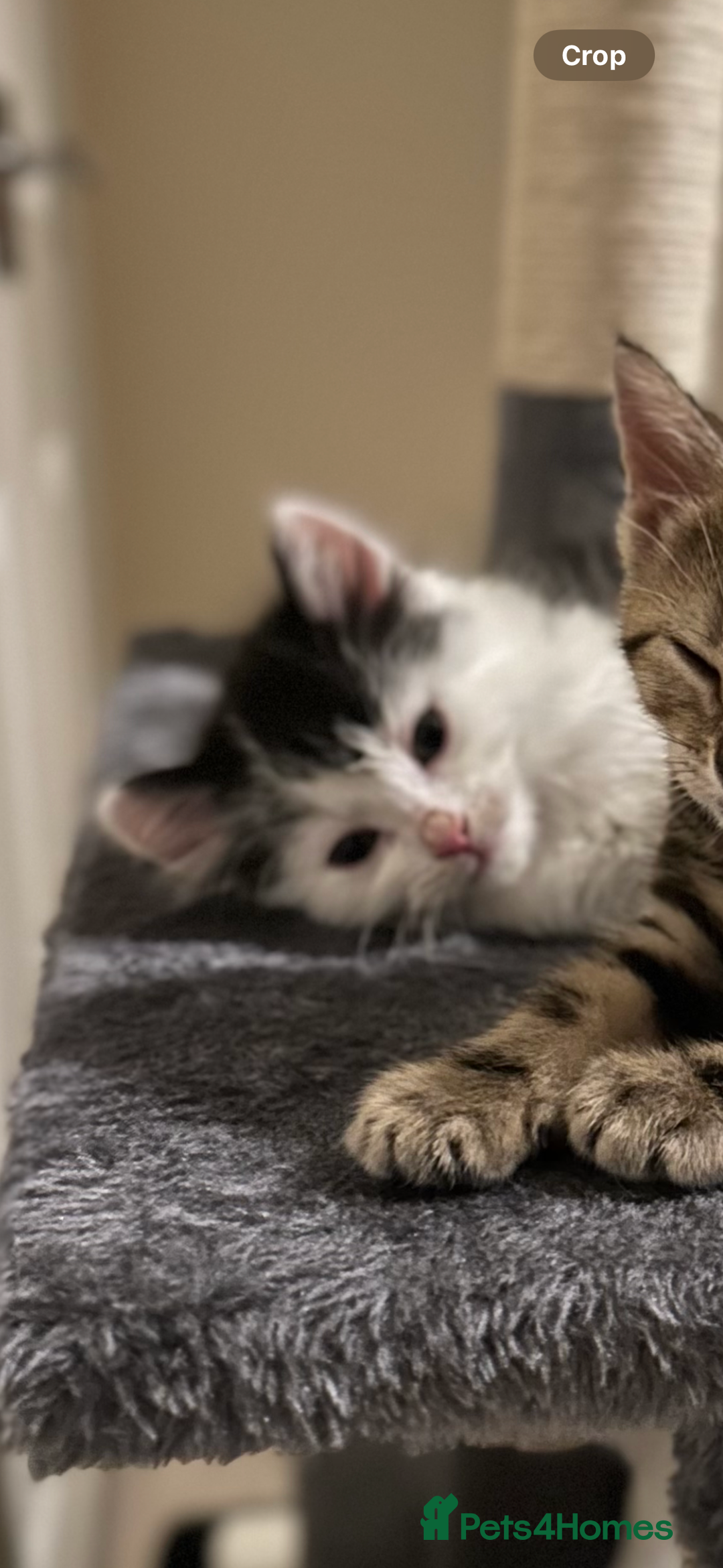Mixed Breed cats for sale: 2 cats - Image 9
