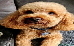 Cockapoo dogs for sale: Naturally-reared Red/Apricot F1b Cockapoos - Image 11