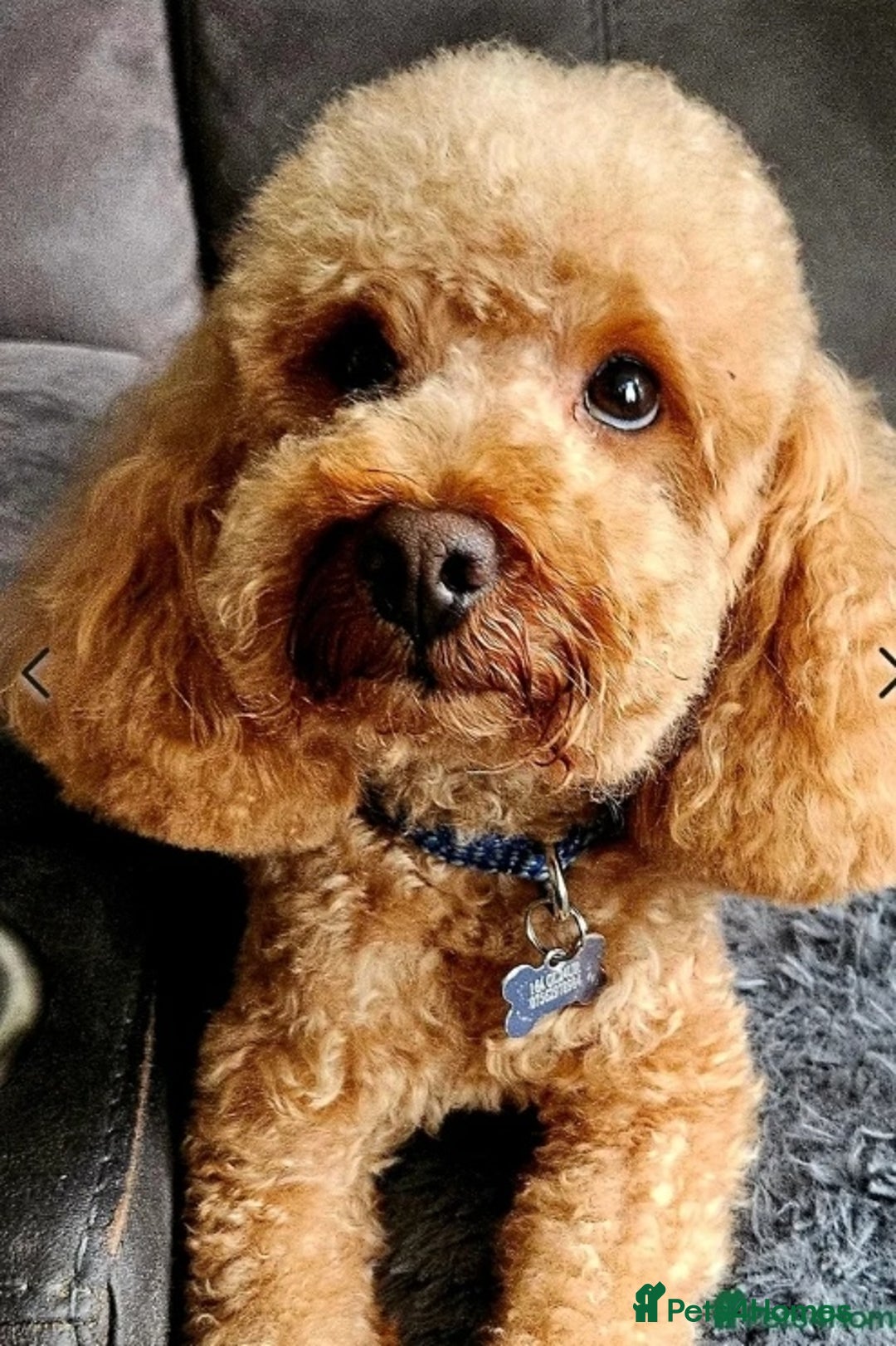 Cockapoo dogs for sale: Naturally-reared Red/Apricot F1b Cockapoos - Image 11