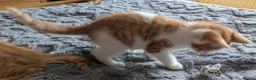 Domestic Shorthair cats for sale: 5 Ginger Kittens - Advert 10
