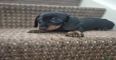 Dachshund dogs - Advert 3