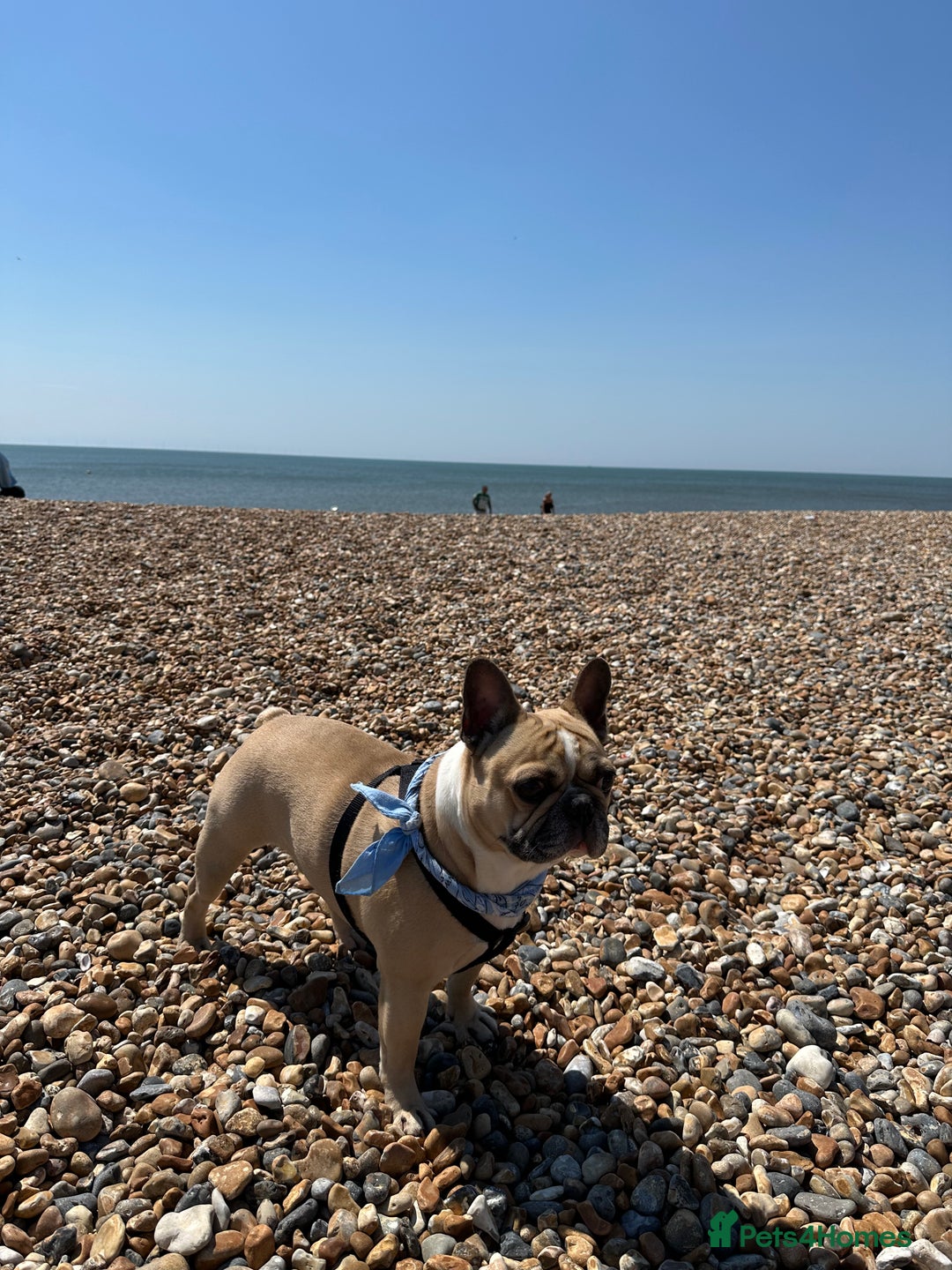 French Bulldog dogs for stud: Sperm donor - Advert 4