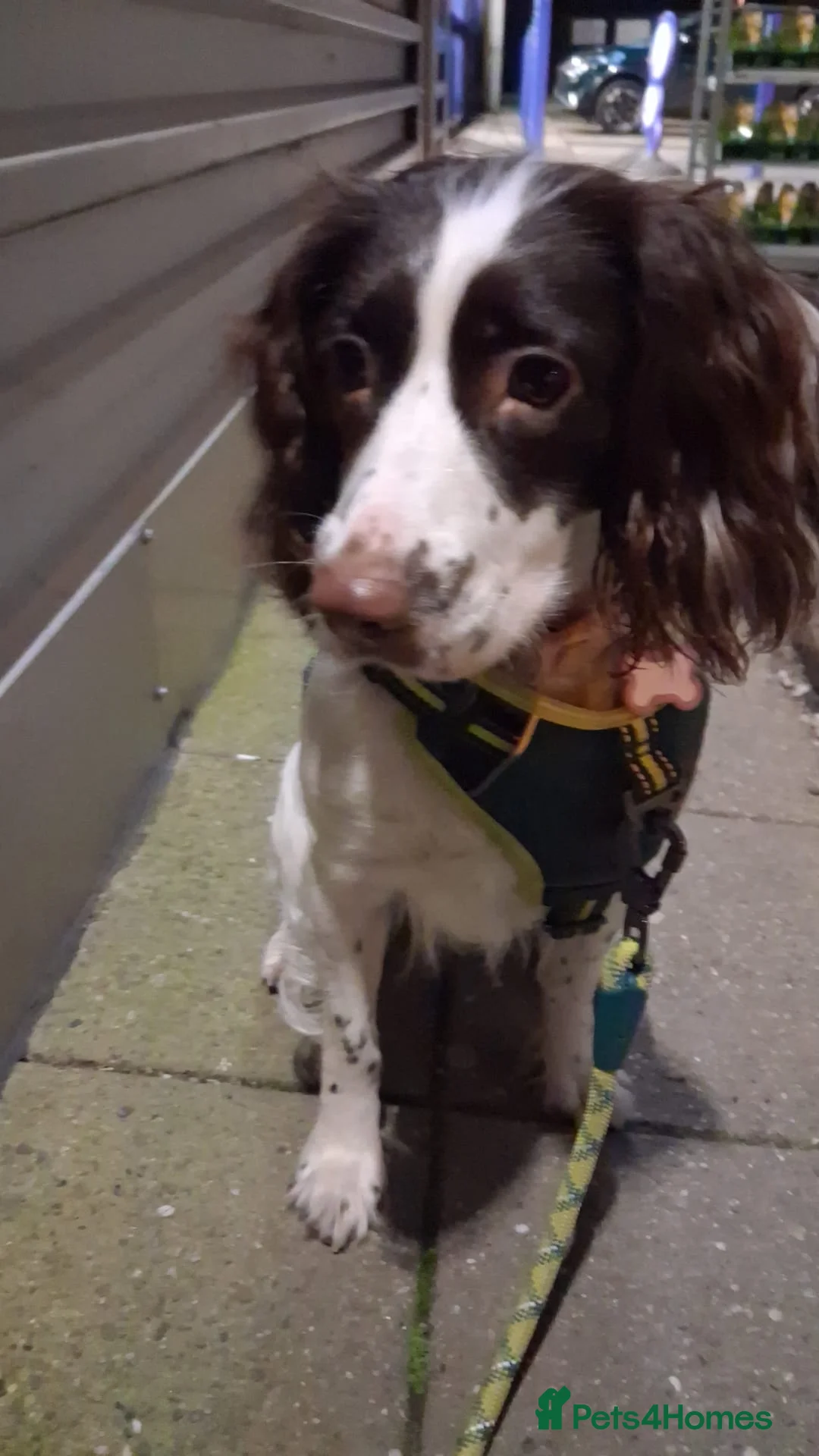 English Springer Spaniel dogs for sale: Full pedigree female springer spaniel  in Blackpool - Advert 1