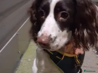 English Springer Spaniel dogs Full pedigree female springer spaniel - Advert 3