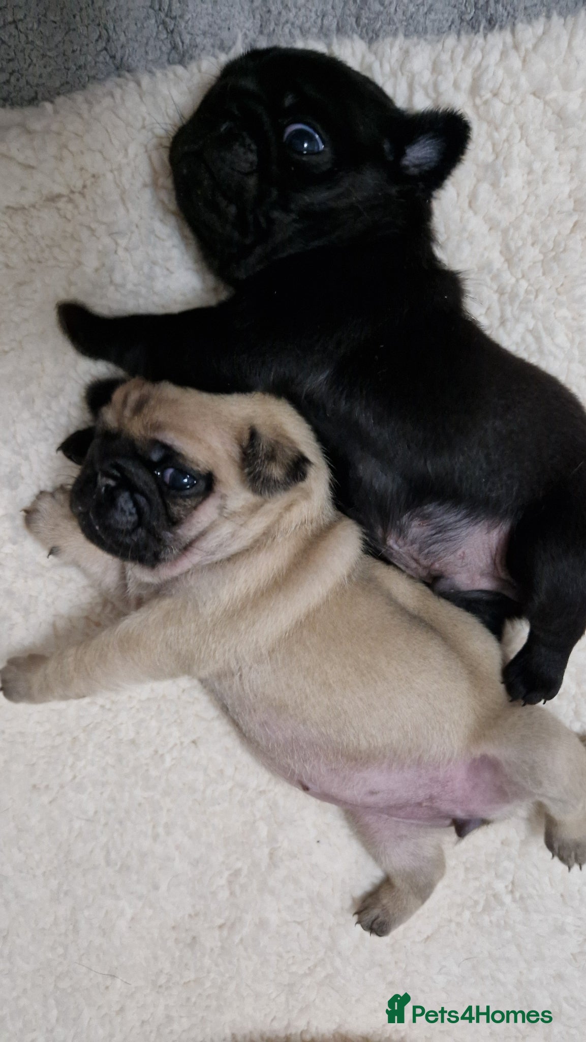 Pug dogs 2 Adorable pug puppies for sale  - Advert 11