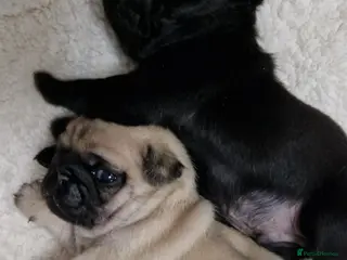 Pug dogs 2 Adorable pug puppies for sale - Advert 17