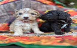 Cockapoo dogs for sale: Cockapoo puppies Rainbow litter  - Advert 13