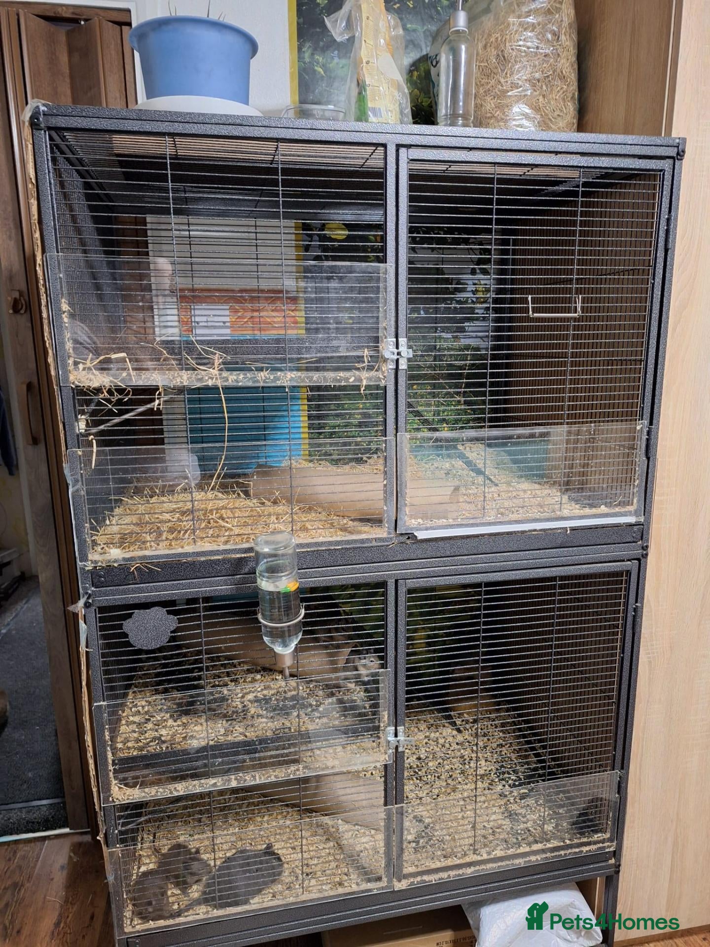 Degus rodents Young degus blue/brown and black/brown ,large cage - Advert 14