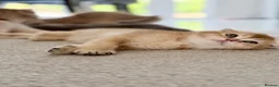 Scottish Fold cats for sale: Full Pedigree Beautiful Scottish Fold Kittens tica - Advert 3