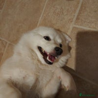 Mixed Breed dogs Pomskie female - Advert 5