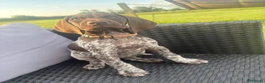 German Shorthaired Pointer Puppy 6