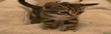 Toby (Temporary name)