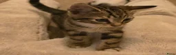 Mixed Breed cats for sale: Three beautiful kittens for sale  - Advert 8