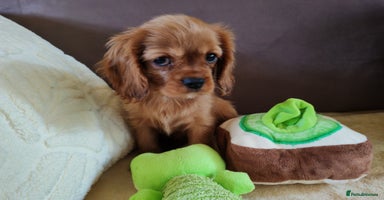 Cavalier King Charles Spaniel dogs - Advert 11