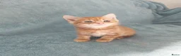 Mixed Breed cats for sale: GINGER BOYS VIDEOS - Advert 30