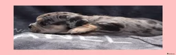 English Bulldog dogs for sale: Stunning Litter of Exotic English Bulldogs - Advert 11